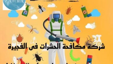 صورة شركة مكافحة حشرات الفجيرة خصم 50%