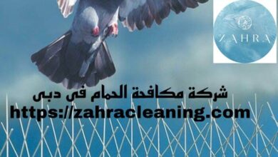 صورة شركة مكافحة الحمام بدبى خصم 40%